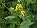 field mustard, wild mustard, charlock